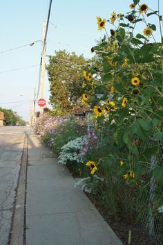 the sunflowers are blooming on the side of the road