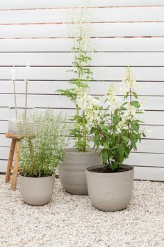 three potted plants sitting next to each other in front of a white wall and wooden ladder