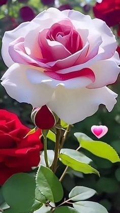 two red and white roses with green leaves in the foreground, one is pink