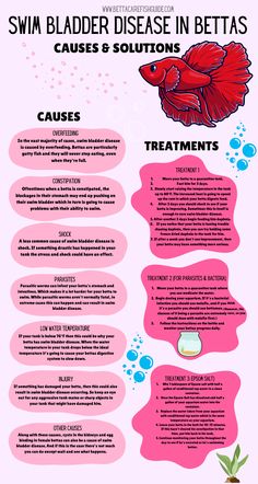 swim bladder disease in bettas causes and treatments infographic Beta Fish Enrichment, Female Betta Fish, Fish Tank Terrarium, Fish Tank Design, Betta Aquarium, Tropical Fish Tanks, Fresh Water Fish Tank