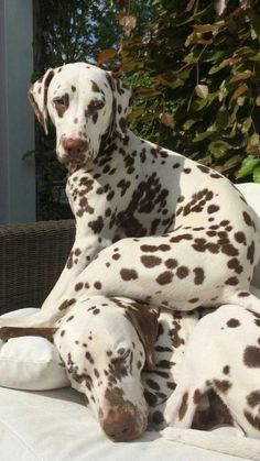 a dalmatian dog sitting on top of a white couch next to a bush