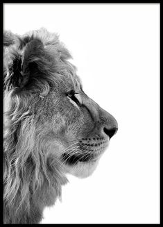 a black and white photo of a lion's head with its eyes closed in front of the camera