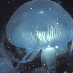 a close up of a jellyfish in the water