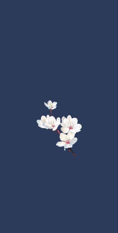 three white flowers floating in the air on a dark blue background with space for text