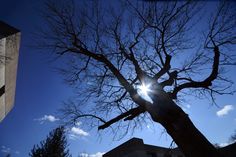 the sun shines brightly behind a bare tree