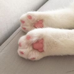 the paw of a white cat with pink spots on it's toes and feet