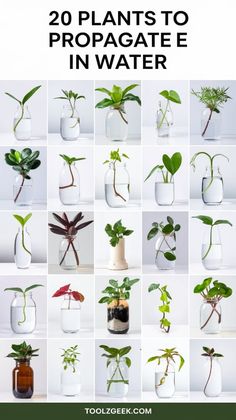 there are many plants in vases with the words 20 plants to propagate in water