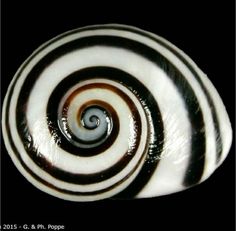 a black and white spiral shaped object on a black background