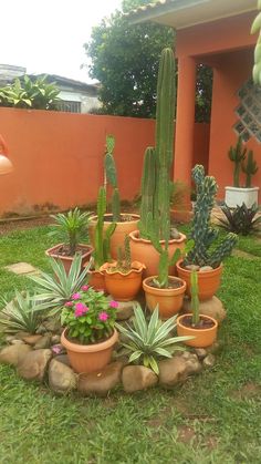 many potted plants are arranged in the yard