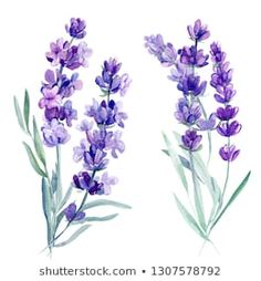 lavender flowers painted in watercolor on white background