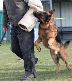 a man holding onto his german shepherd dog