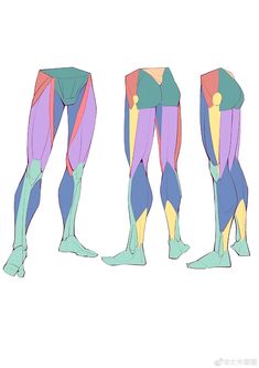 three different views of the legs and leg muscles, each with their own color scheme