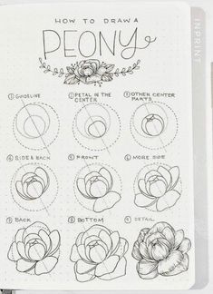 an open notebook with instructions on how to draw peony flowers and their names in cursive writing