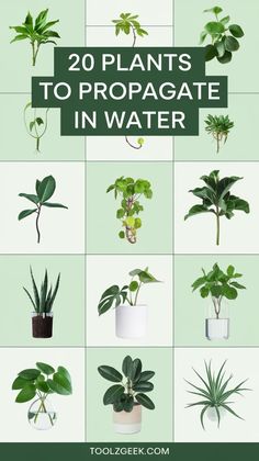 the top 20 plants to propagate in water