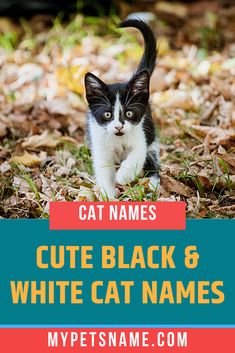 a black and white cat walking through leaves with the caption cute black and white cats names