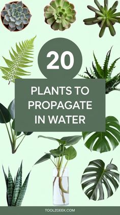 Water plant propagation made easy! Discover 20 stunning plants that thrive in water, from low-maintenance Pothos to gorgeous Philodendrons. Learn how to propagate and grow your favorite plants in water with our easy guide. Start growing now! Mint House, Plants From Cuttings, Plants Grown In Water, Water Propagation, Indoor Water Garden, Plant Care Houseplant