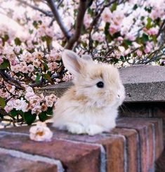 a white rabbit sitting on top of a brick wall next to a tree filled with pink flowers