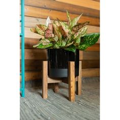 a potted plant sitting on top of a wooden stand