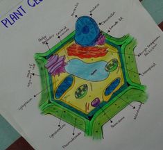 Drawing 
Pin
Plant cell
Biology
Help 
Notes 
Diagram 
Cells Animal Cell And Plant Cell Drawing, Plant Cell Sketch, Plant Cell Drawing With Label, Plant Cell Diagram Drawing, Plant And Animal Cell Drawing, Plant Cell Drawing Biology, Cell Diagram Project, Plant Cell Drawing, Plant Cell Parts