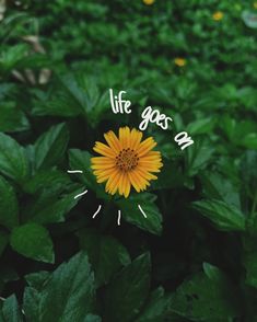 a yellow flower with the words life goes on in front of green leaves and flowers