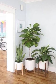 three potted plants are on the floor in front of a white wall and wooden floors