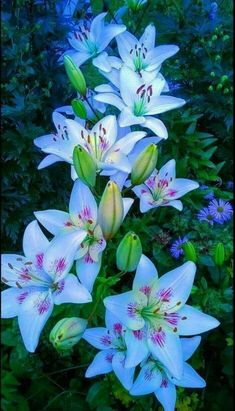 white lilies are blooming in the garden