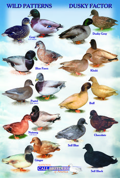 Duck Identification Chart | Duck Identification Chart | Waterfowl ...