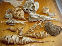 several different types of animal bones on a wooden table