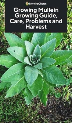 a green plant with the title growing mullein growing guide, care, problems and harvest