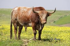 a brown and white cow standing on top of a lush green field covered in yellow flowers