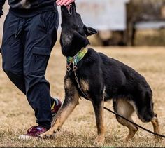 a man walking his dog on a leash in the grass with it's mouth open