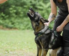 a woman is holding her hand out to a dog