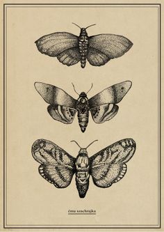 three moths are shown in black and white on a beige background with a border around them