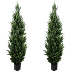 two tall trees in black pots on a white background