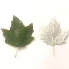 two white and green leaves laying next to each other