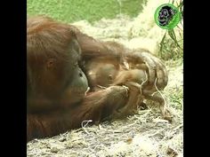 an orangutan is laying down on the ground with its head in it's hands