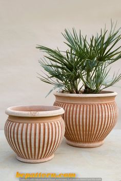 two potted plants sitting next to each other