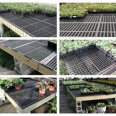 several pictures of various plants growing in different stages of growth, including potted plants