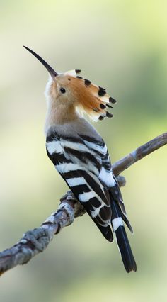 a bird sitting on top of a tree branch