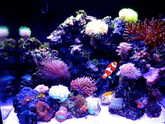 an aquarium filled with lots of different types of corals and sea creatures in it