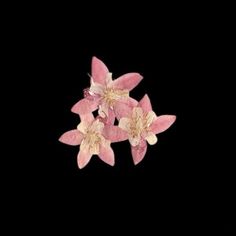 three pink and white flowers against a black background