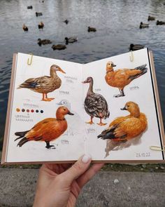 a hand holding an open book with ducks on it