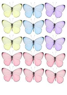 a group of different colored butterflies on a white background