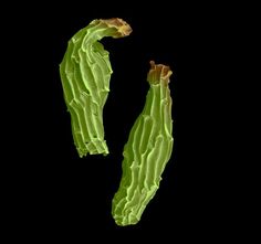 two pieces of lettuce on a black background