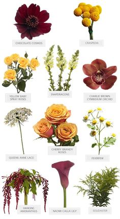 different types of flowers and their names