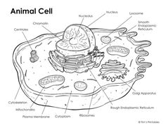 an animal cell diagram with all the parts labeled in it, including eggs and other animals