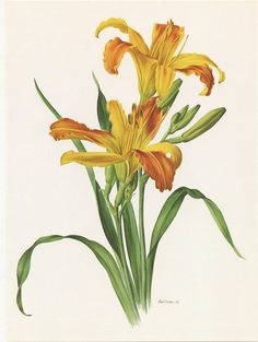 an illustration of yellow flowers with green leaves on a white background in color pencil and watercolor