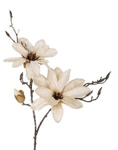 two white flowers with brown stems on a white background