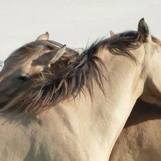 two white horses standing next to each other