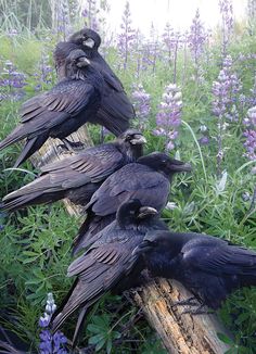 four black birds sitting on top of a log in the middle of some purple flowers